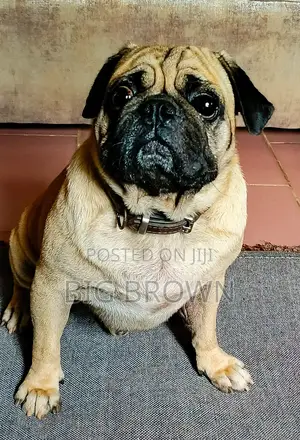 1+ year Male Purebred Pug