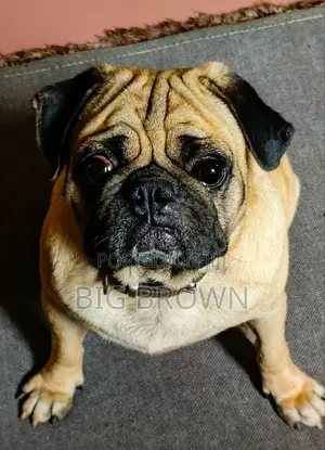 1+ year Male Purebred Pug