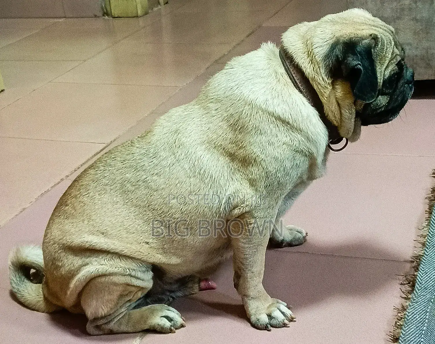 1+ year Male Purebred Pug