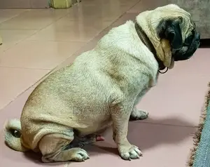 1+ year Male Purebred Pug