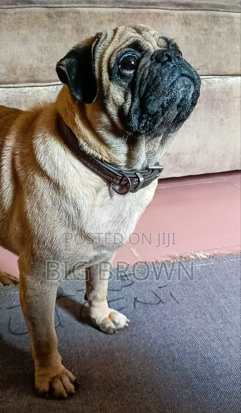 1+ year Male Purebred Pug