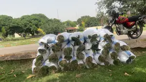 Masy Gardens N Landscaping