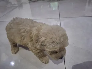 1-3 months Female Purebred Poodle