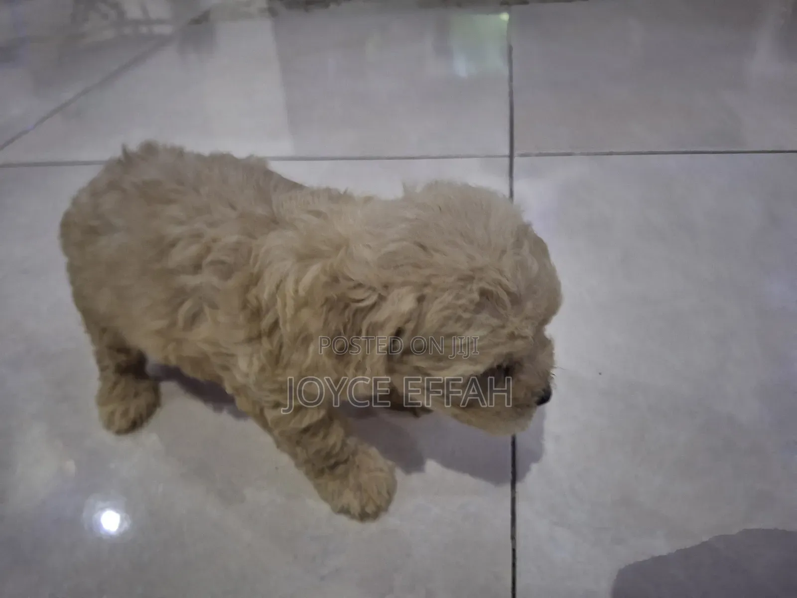 1-3 months Female Purebred Poodle