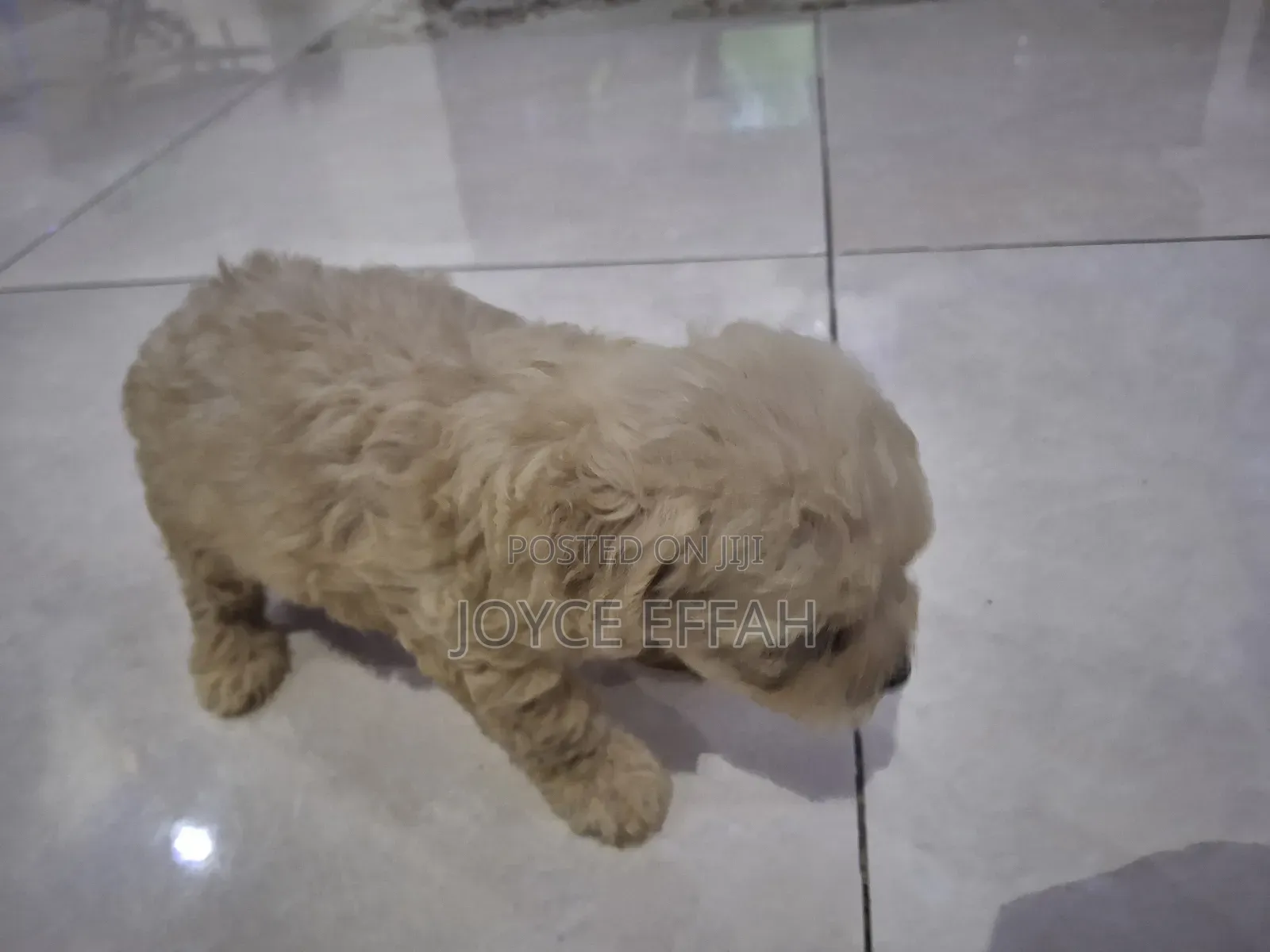 1-3 months Female Purebred Poodle