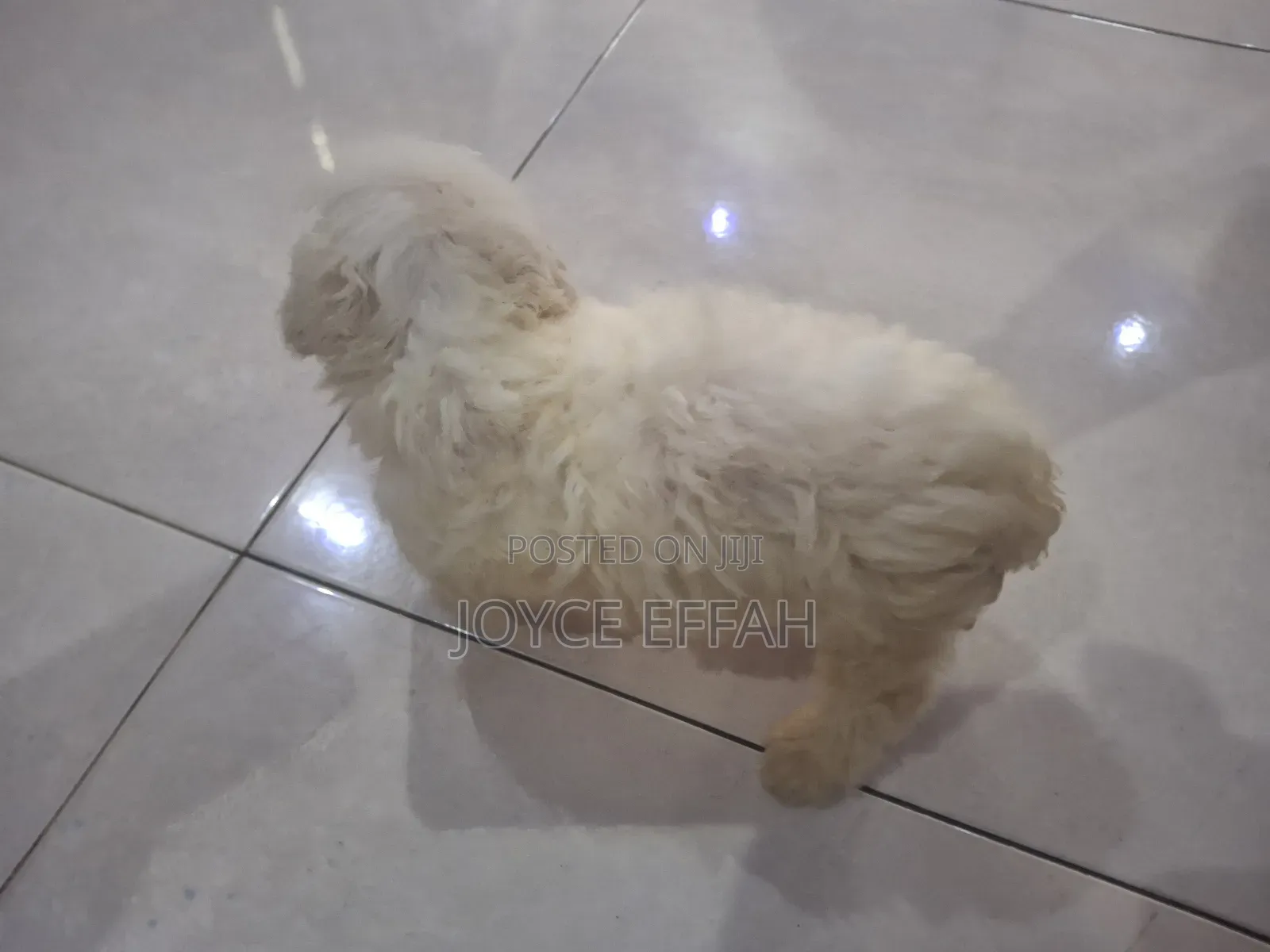 1-3 months Female Purebred Poodle