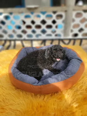 Soft Pet Bed (Toy Dogs)