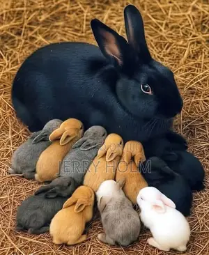 Rabbit for Sale