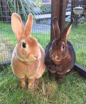 Rabbit for Sale