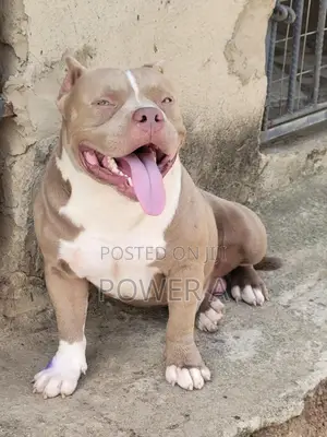 1+ year Male Purebred American Bully