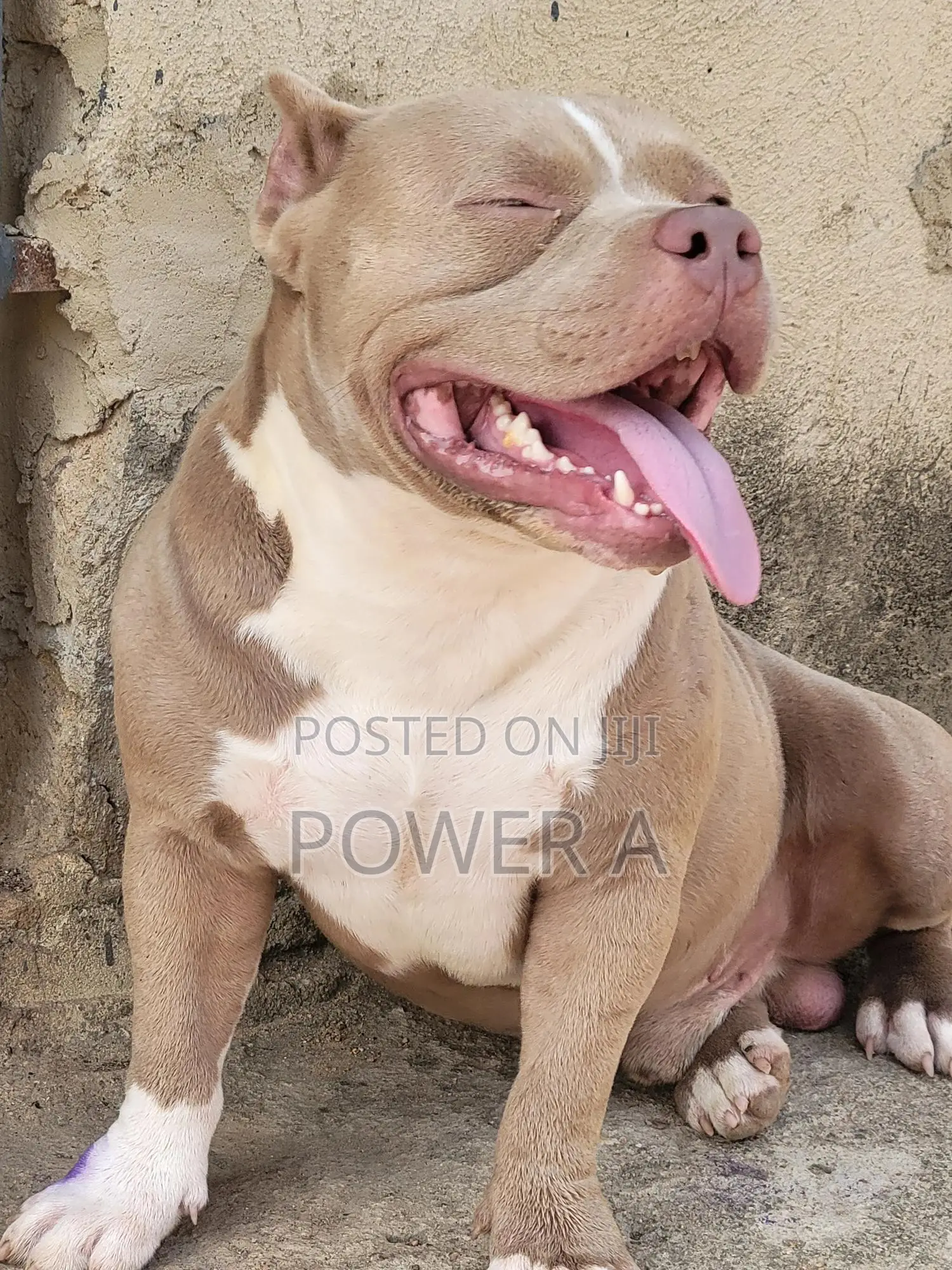 1+ year Male Purebred American Bully