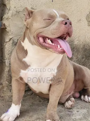 1+ year Male Purebred American Bully