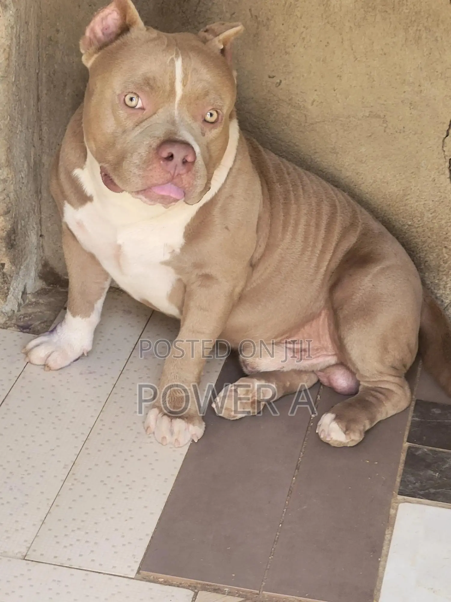 1+ year Male Purebred American Bully