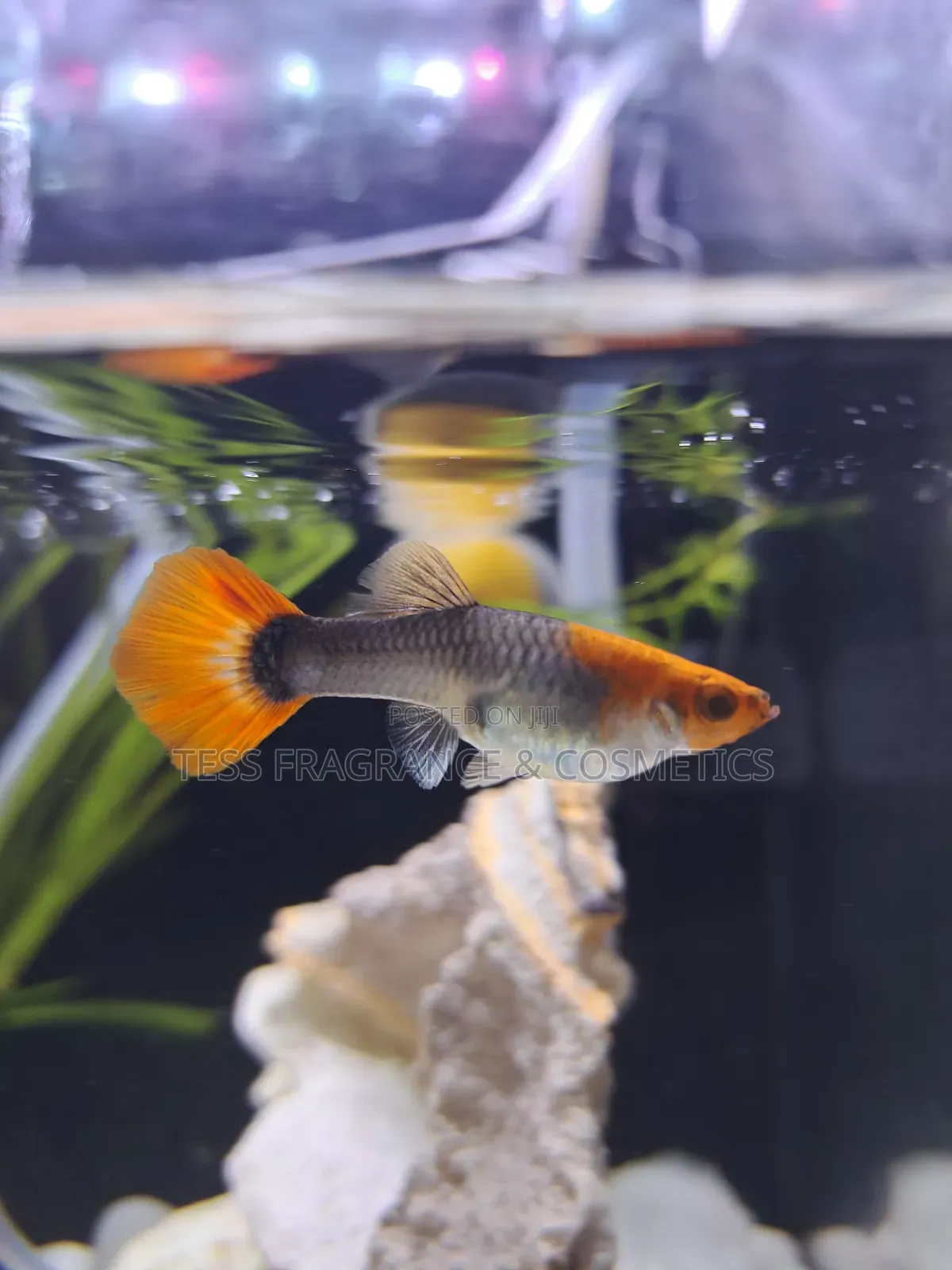 Guppy Fish