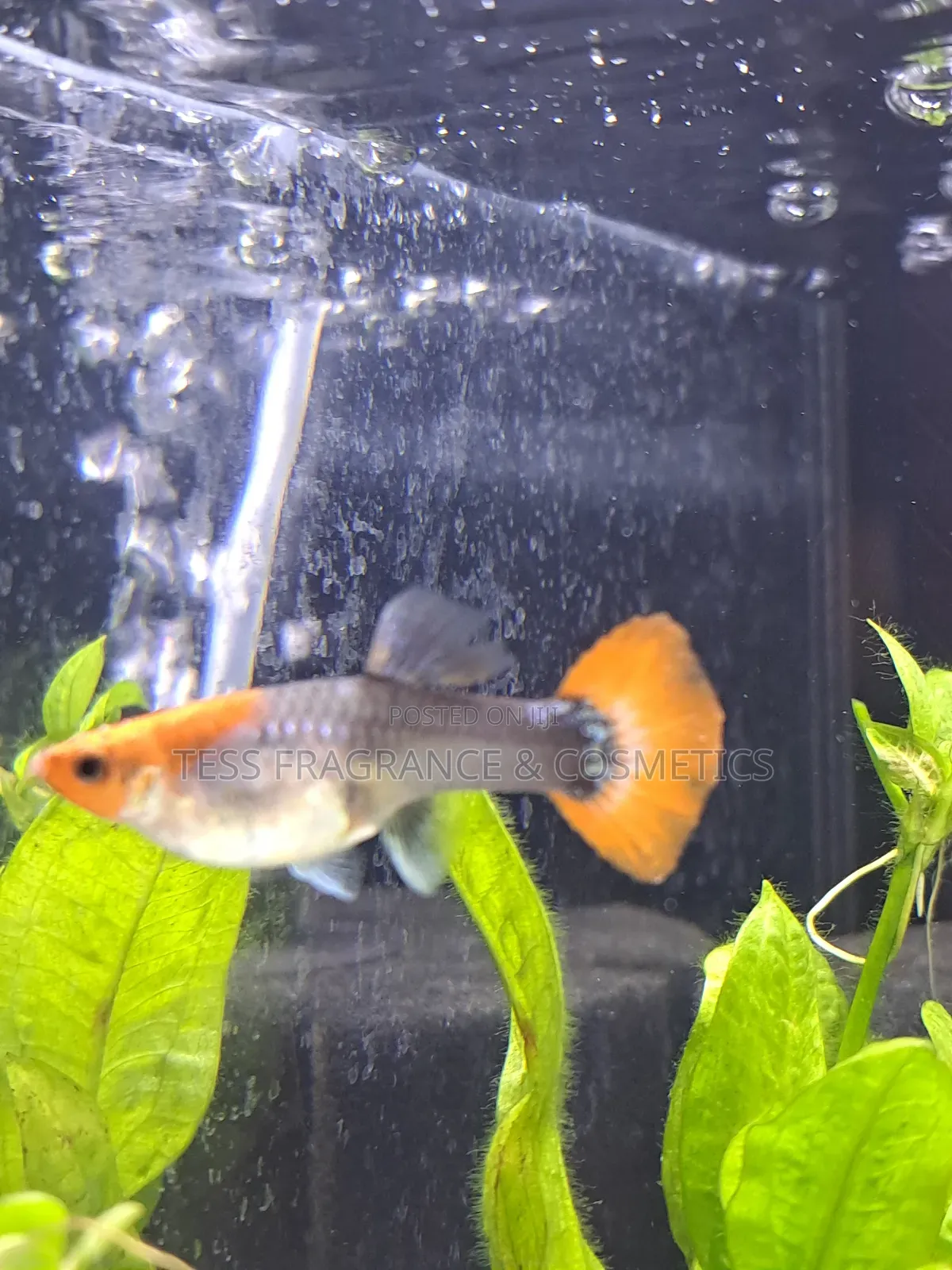 Guppy Fish
