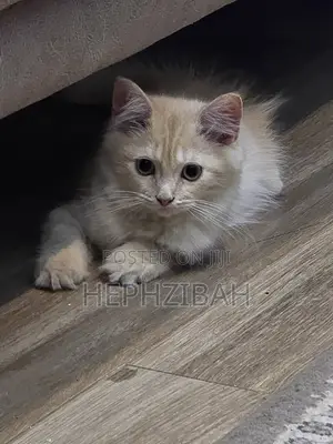 1-3 months Female Purebred Persian