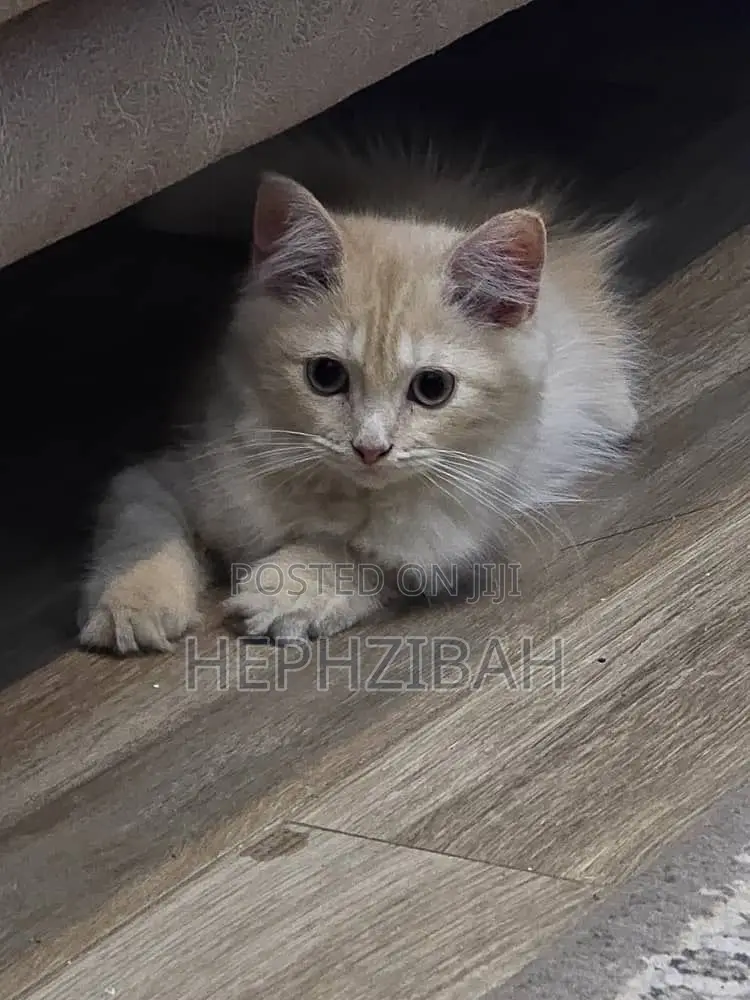 1-3 months Female Purebred Persian