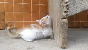 1-3 months Female Purebred Persian