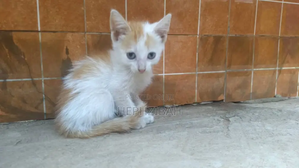 1-3 months Female Purebred Persian
