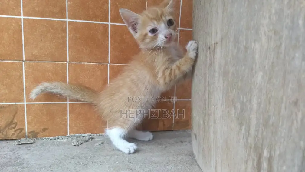1-3 months Female Purebred Persian