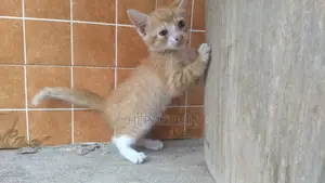 1-3 months Female Purebred Persian