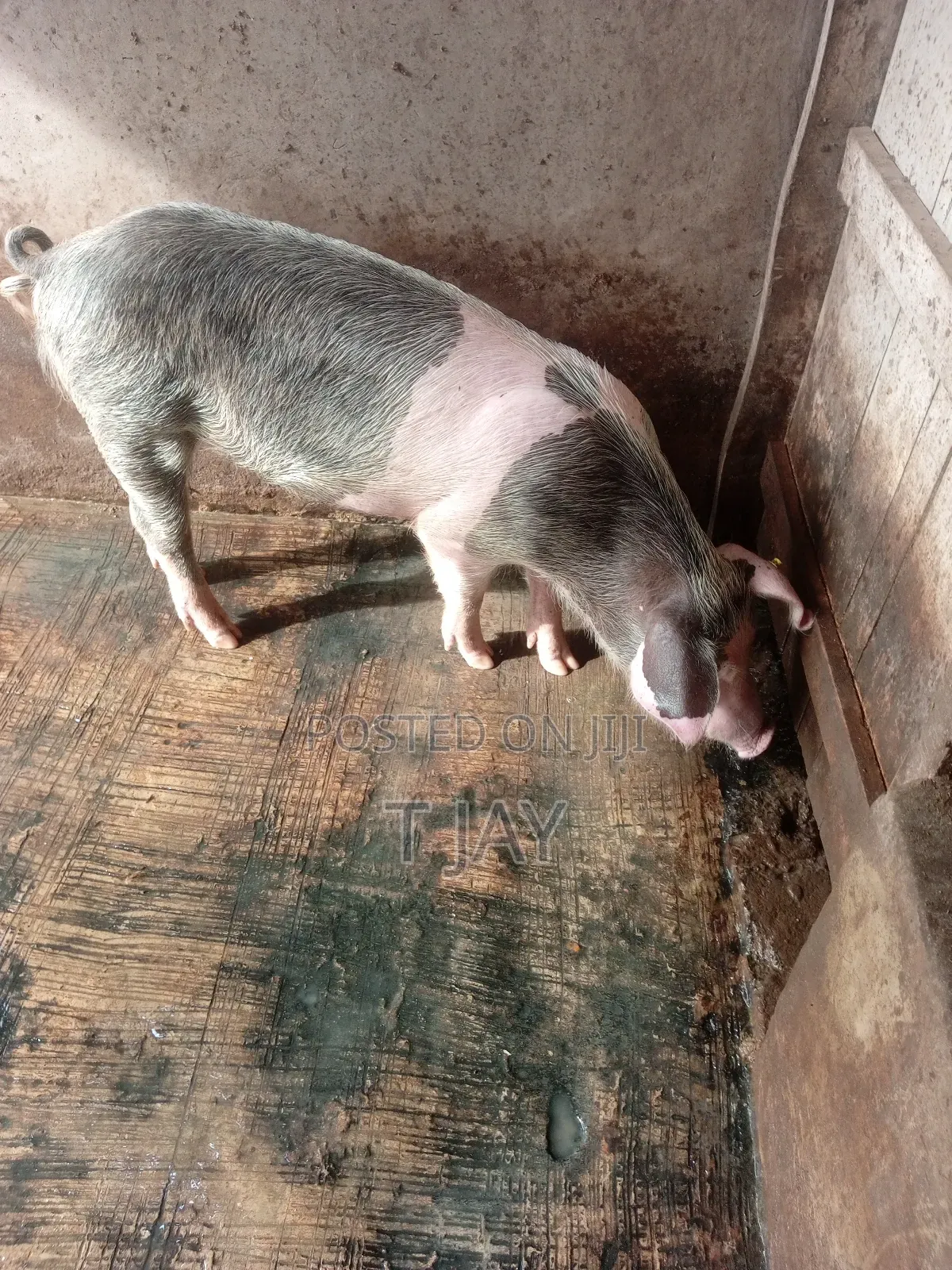 Healthy Pigs for Sale 10-116kgs