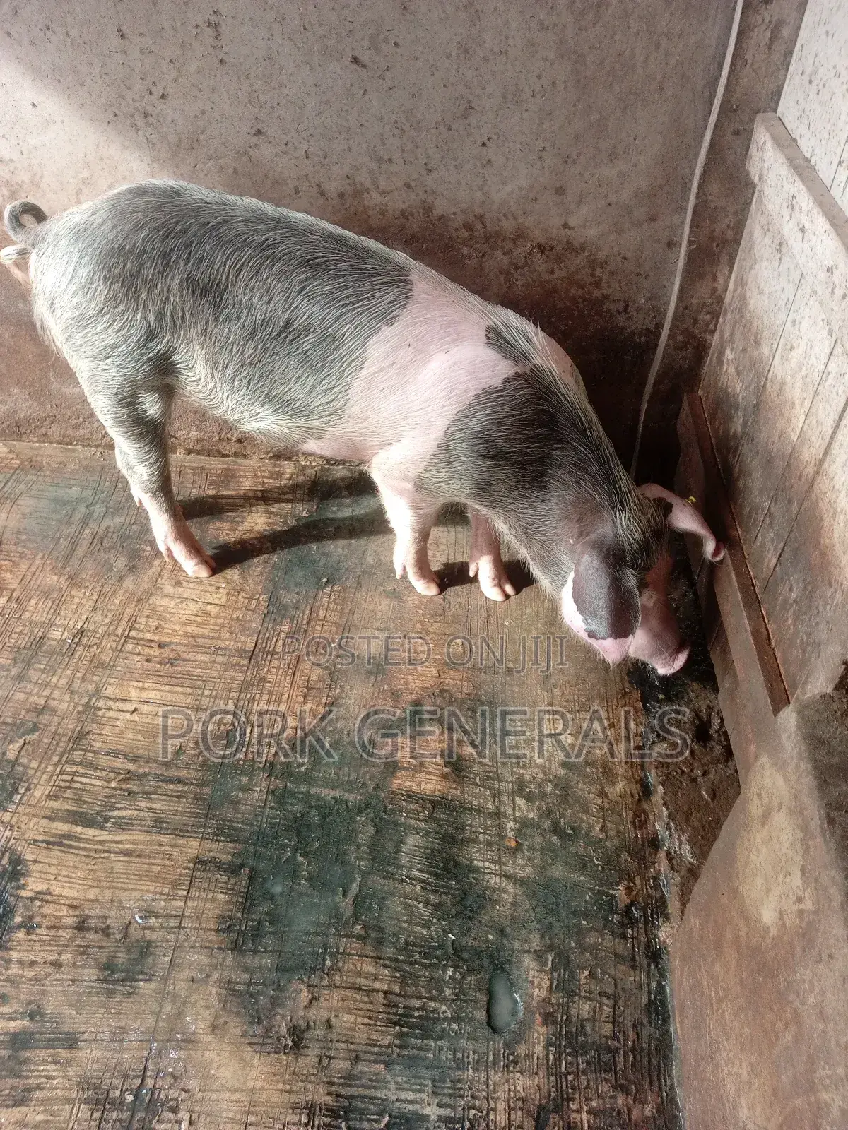 Healthy Pigs for Sale 10-120kgs