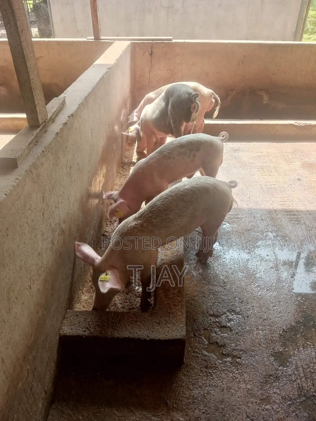 Healthy Pigs for Sale 10-116kgs