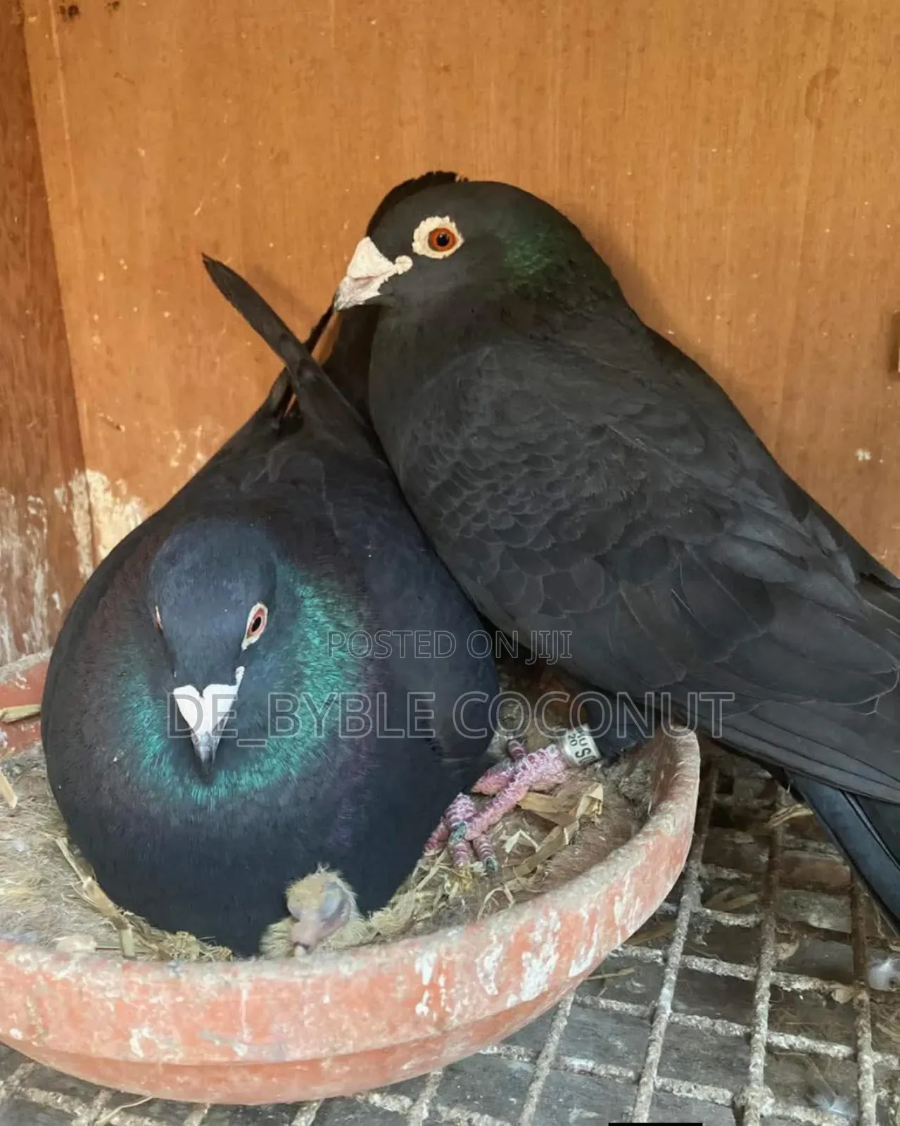 Purely Black Dove