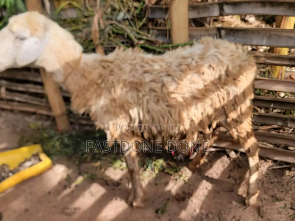 Female Sheep