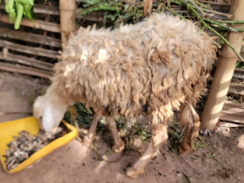 Female Sheep