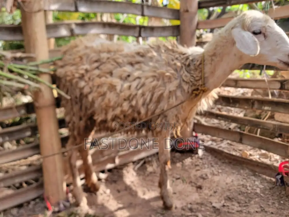 Female Sheep