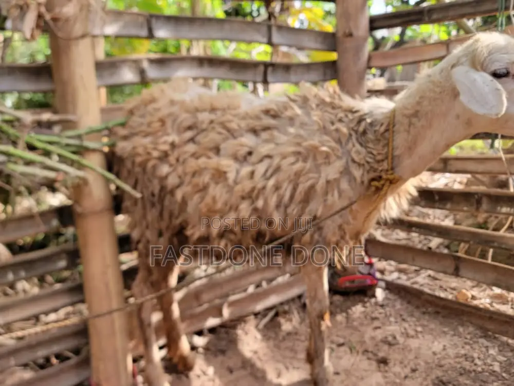 Female Sheep