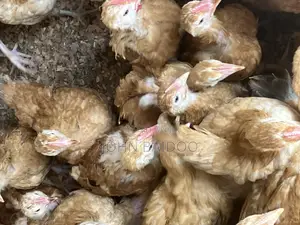 Sasso Birds