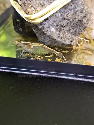 Shrimps for Aquarium