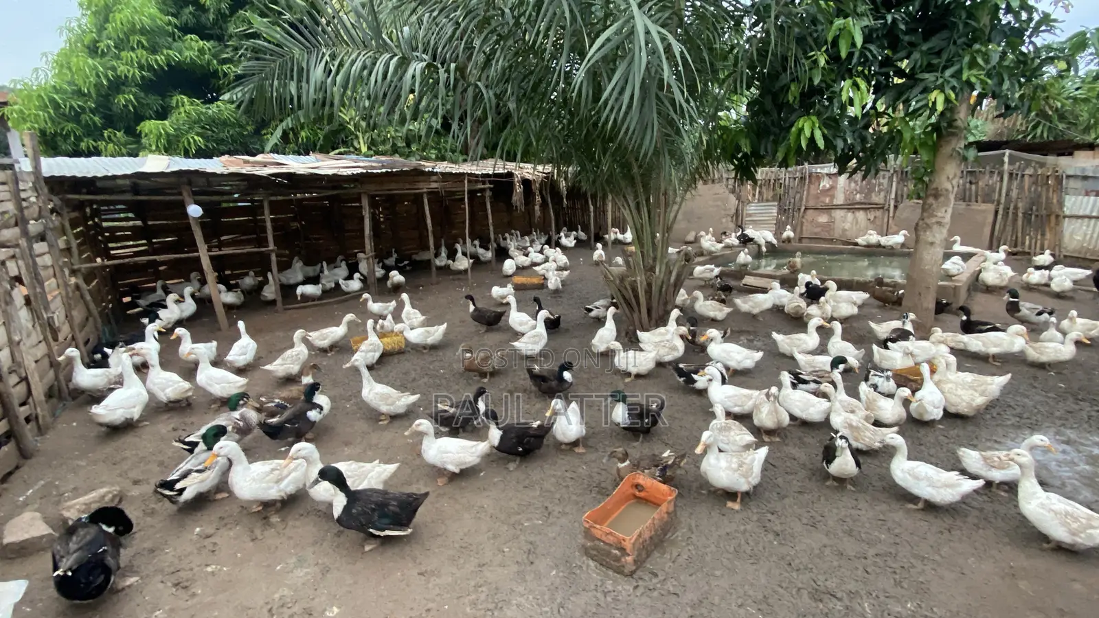 Jumbo Perkin Ducklings