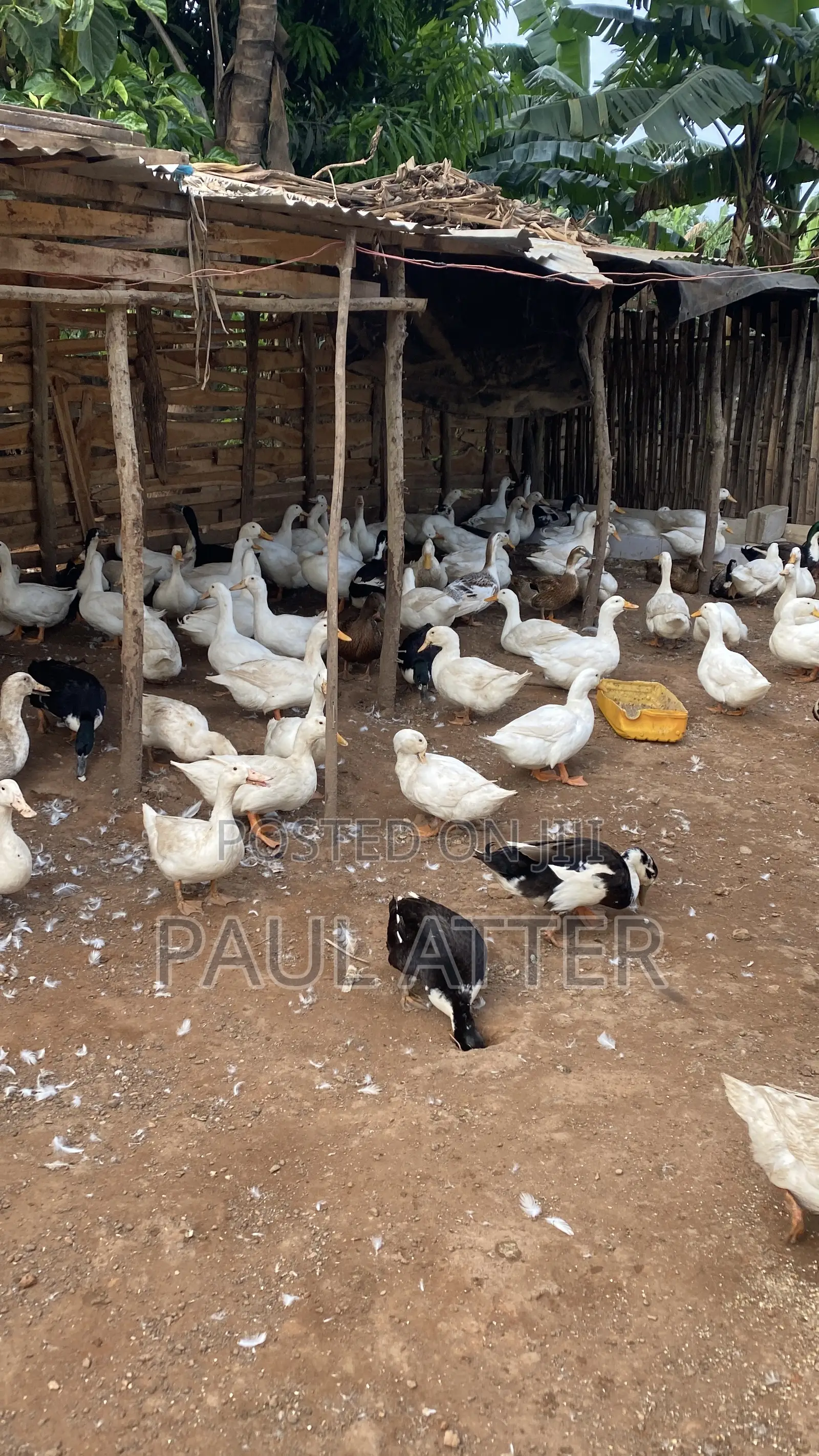Jumbo Perkin Ducklings