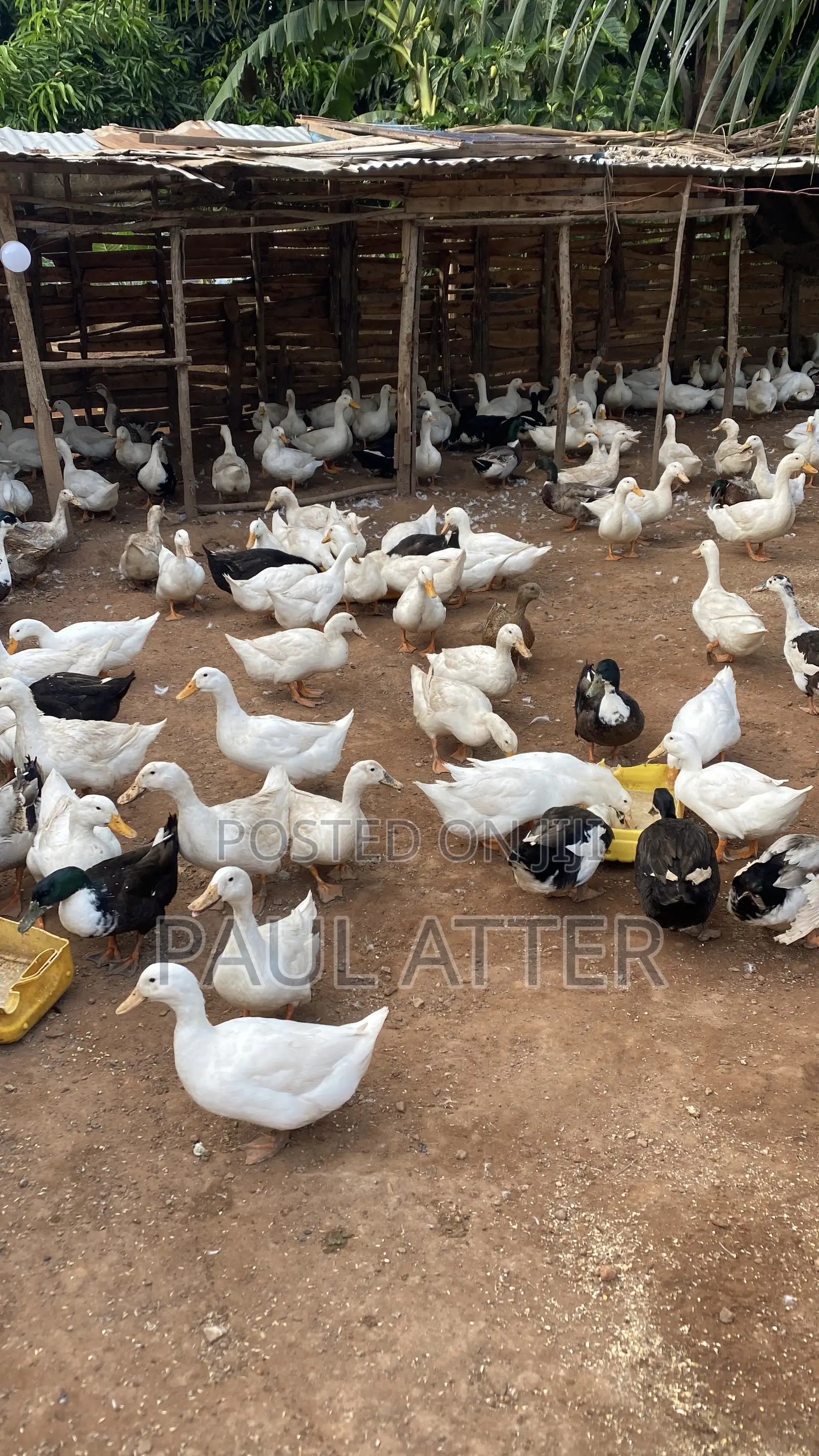 Jumbo Perkin Ducklings