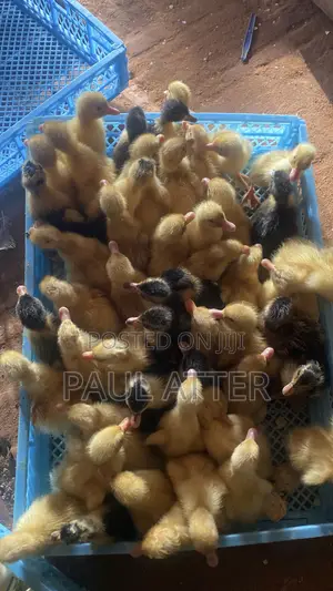 Jumbo Perkin Ducklings