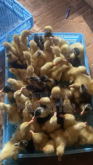 Jumbo Perkin Ducklings