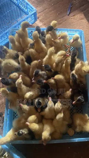Jumbo Perkin Ducklings