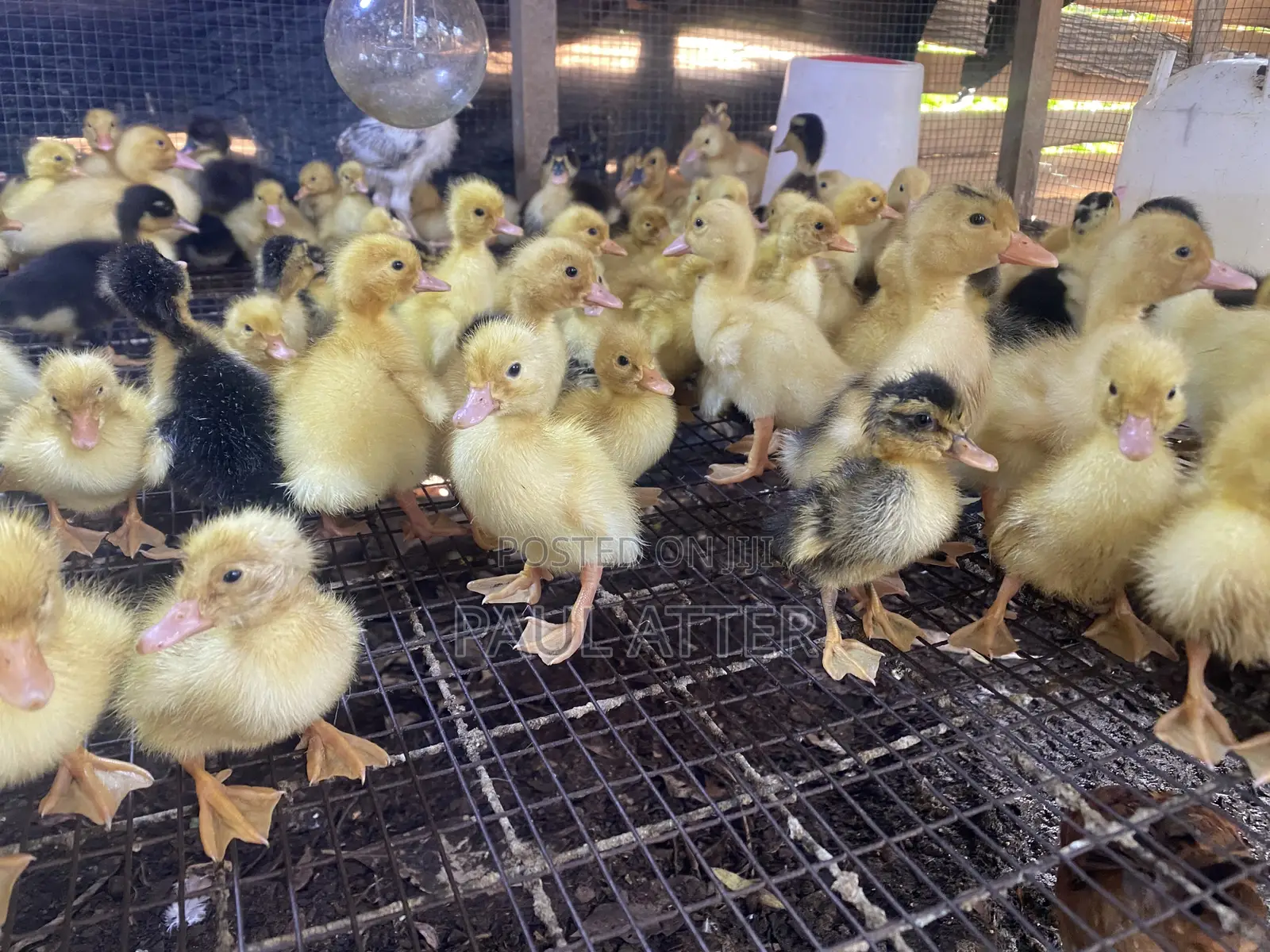 Jumbo Perkin Ducklings