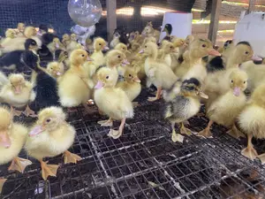 Jumbo Perkin Ducklings