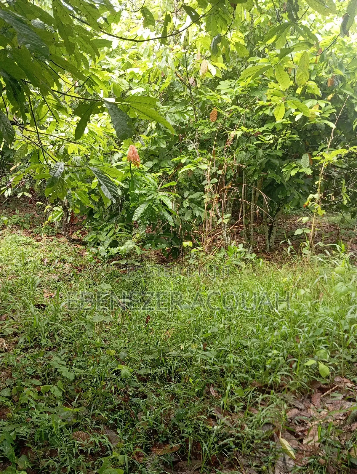 Land With Cocoa Farm Behind Second Chance Church Aboso Twifo Praso