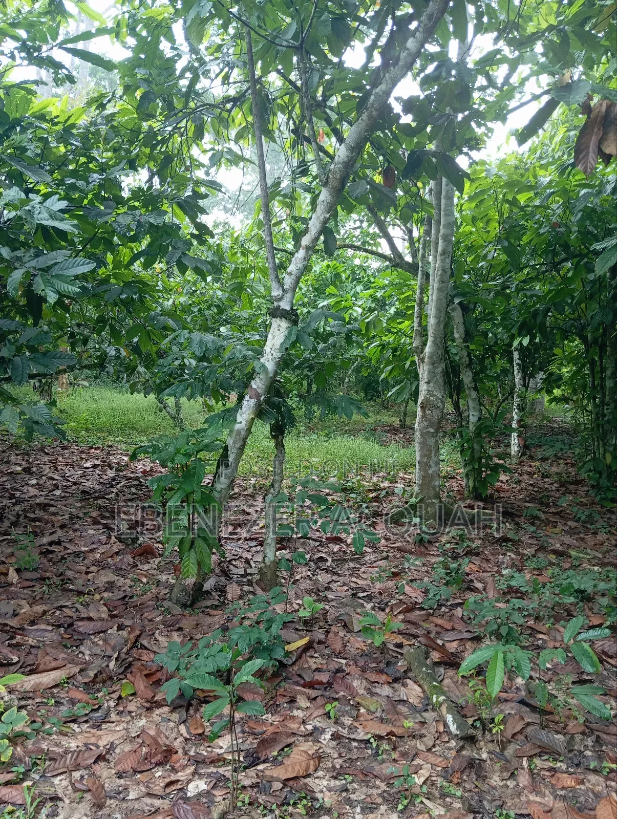 Land With Cocoa Farm Behind Second Chance Church Aboso Twifo Praso
