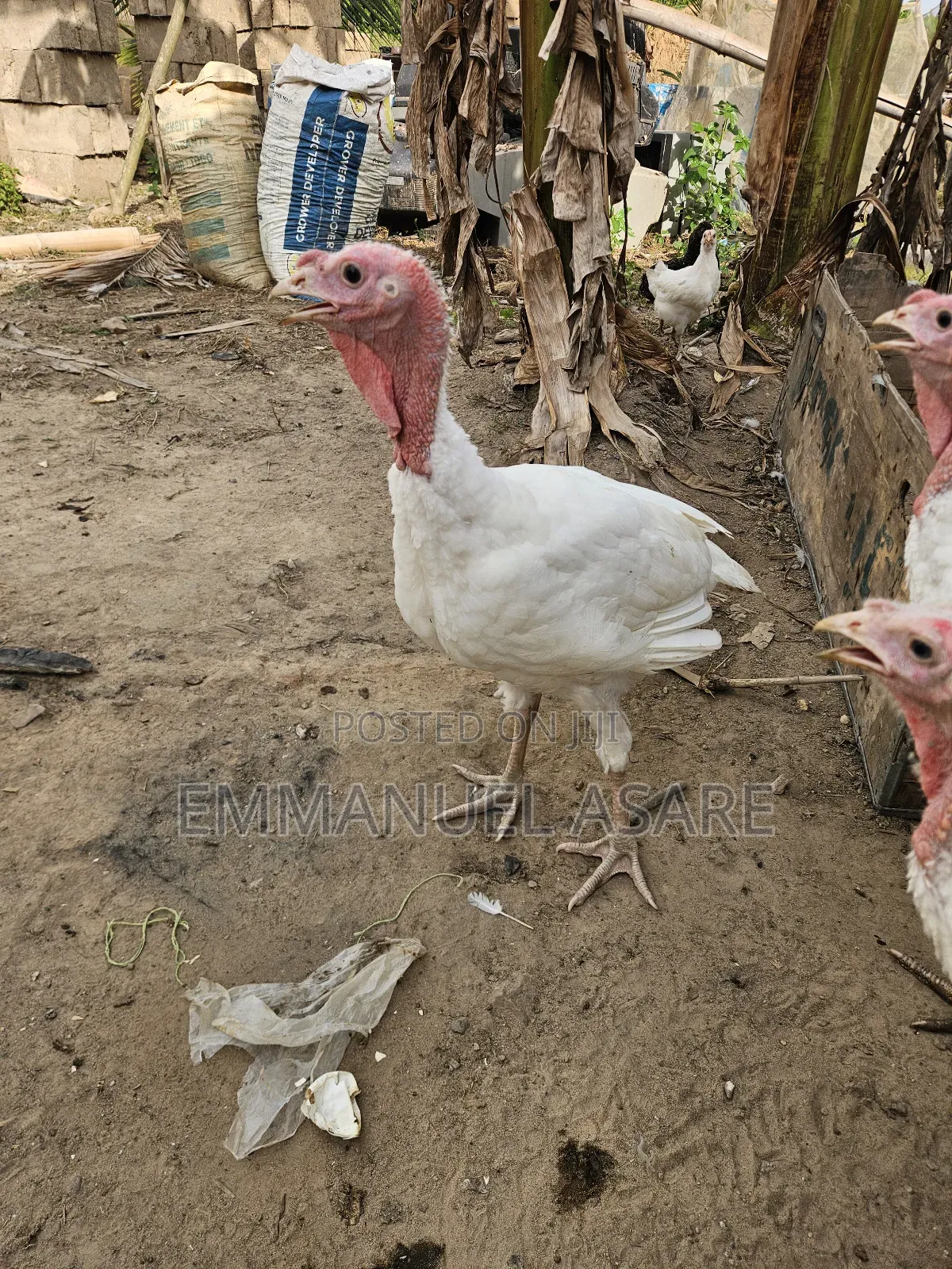 Turkey for Sale