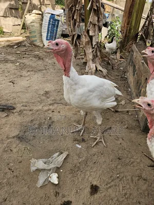 Turkey for Sale