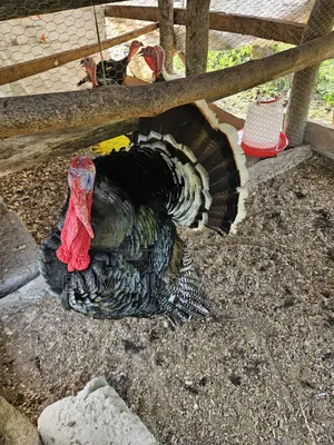 Turkey for Sale