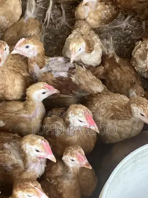 Sasso Birds