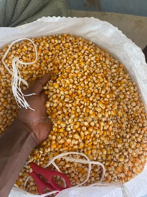 Yellow Dried Corn